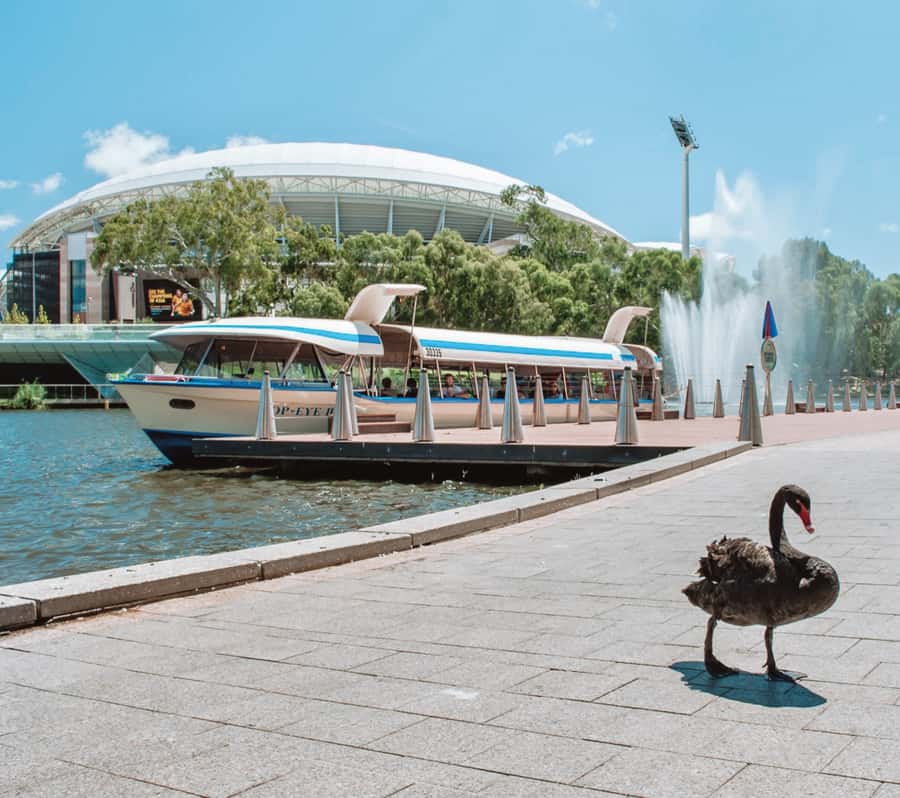 Adelaide: River Torrens Popeye Devonshire Tea Cruise - Booking value and practical details