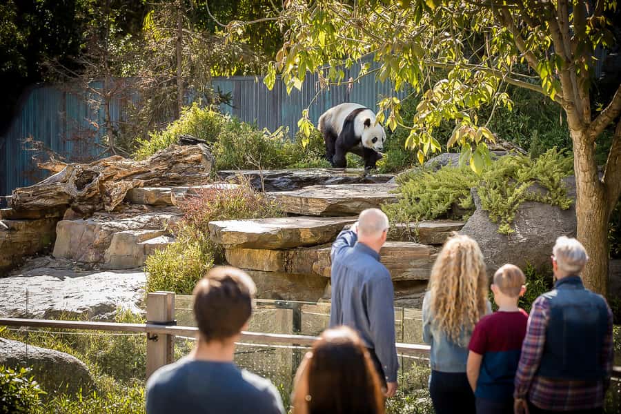 Adelaide Zoo: General Admission Tickets - Seeing the giant pandas