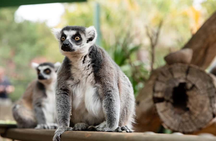 Adelaide Zoo: General Admission Tickets - How long should you stay?