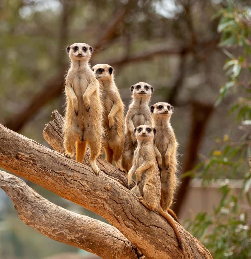 Adelaide Zoo: General Admission Tickets - What the $33 ticket is worth