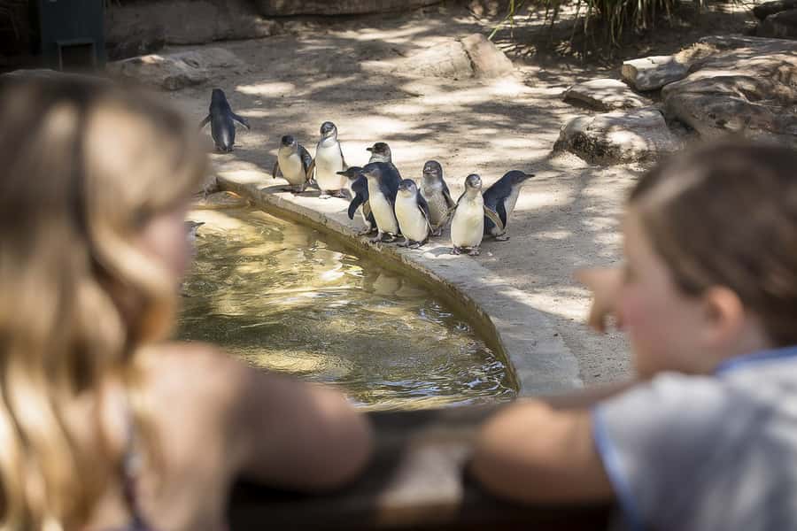 Adelaide Zoo: General Admission Tickets - Starting at Plane Tree Drive
