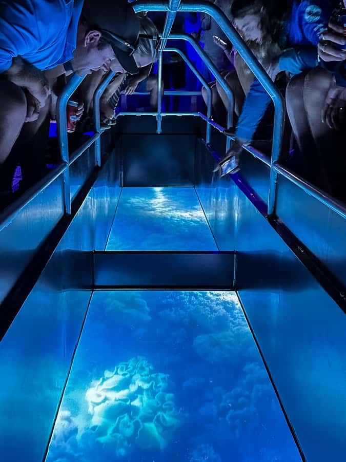 Airlie Beach: Glass-Bottom Boat Night Tour - Blue lights and the nighttime reef