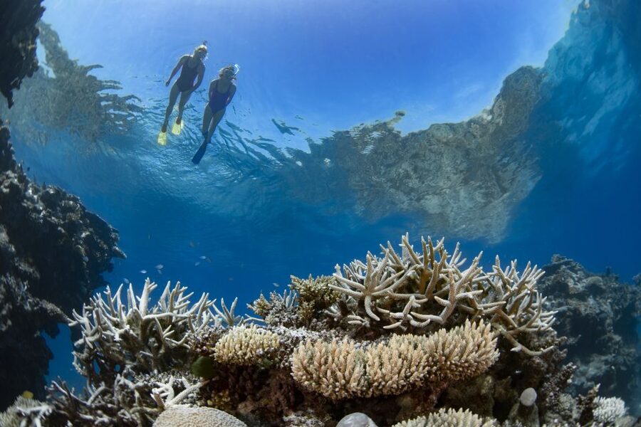 Airlie Beach: Great Barrier Reef & Whitehaven Beach Tour - Who should book this tour?