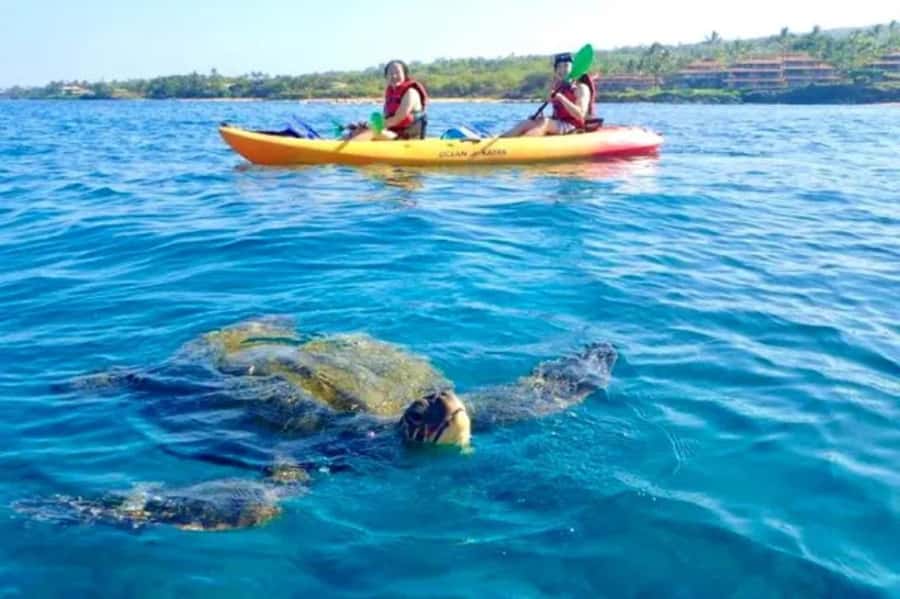 Airlie Beach: Half Day Turtle Tour Sea Kayaking Adventure - Key points to know before booking