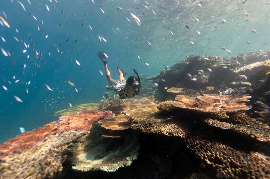 Airlie Beach: Outer Great Barrier Reef Snorkeling Day Trip - Quick take on the Airlie Beach reef cruise