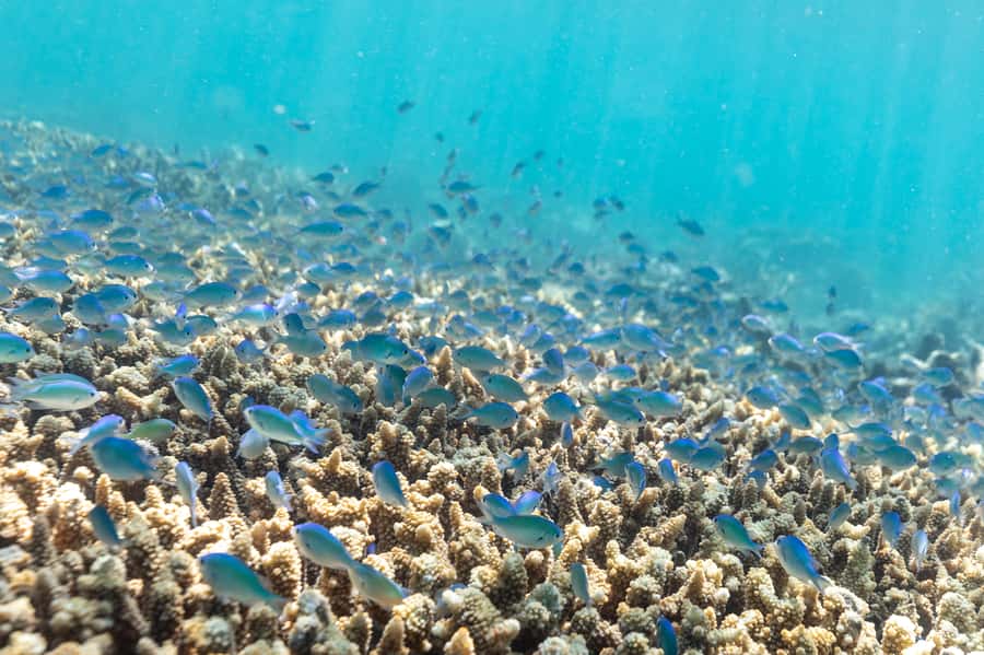 Airlie Beach: Outer Great Barrier Reef Snorkeling Day Trip - The second snorkelling session after lunch