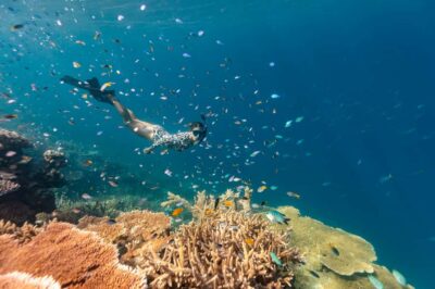 Outer Great Barrier Reef Snorkeling Day Trip