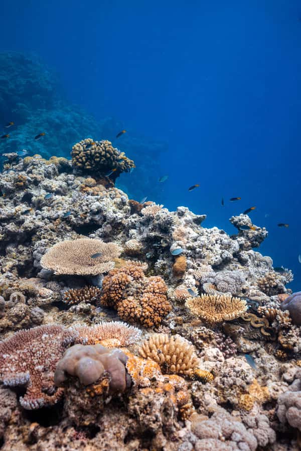Airlie Beach: Outer Great Barrier Reef Snorkeling Day Trip - How the $211 price compares