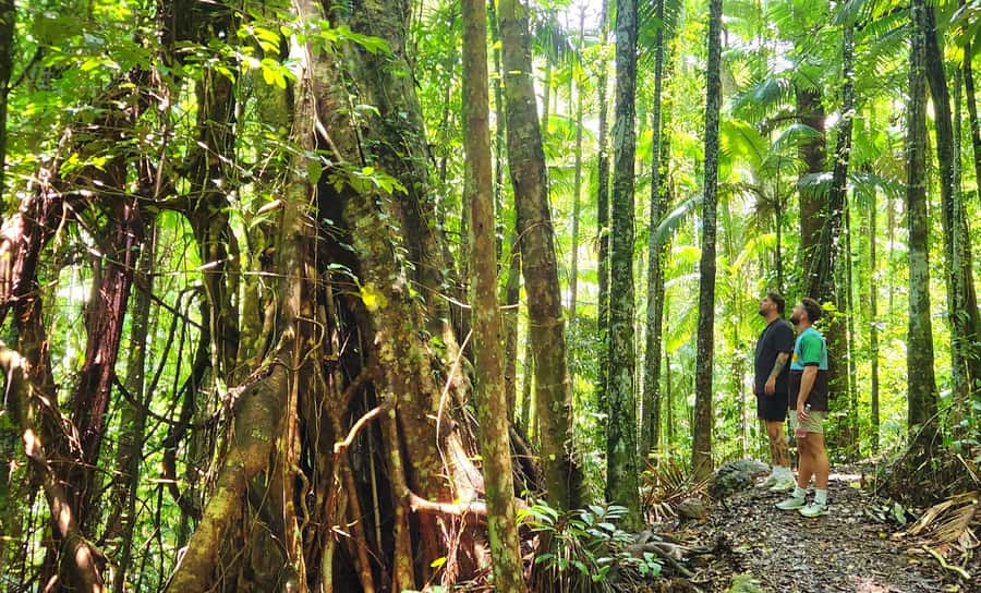 Airlie Beach: Waterfall & Rainforest Bushwalk Eco Adventure - Key points at a glance