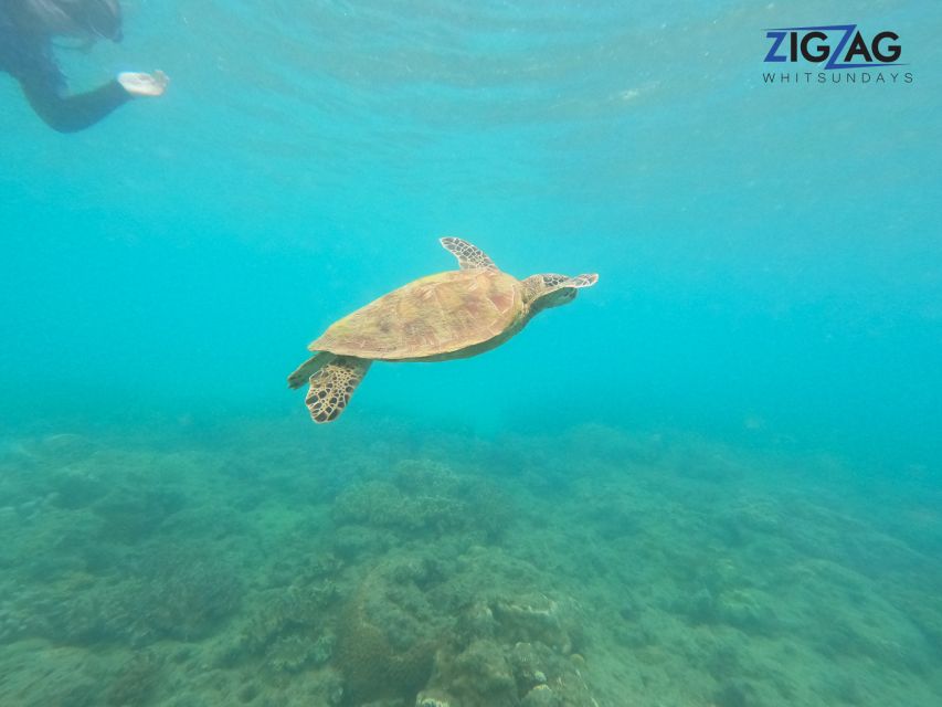 Airlie Beach: Whitehaven Beach Day Tour with Snorkel Option - My booking advice