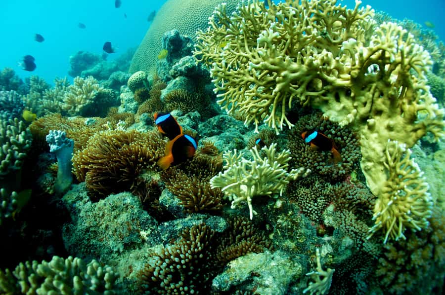 Airlie Beach: Whitsunday Islands Sailing, SUP & Snorkel Tour - Practical advice before you book