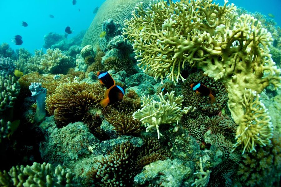 Airlie Beach: Whitsunday Islands Sailing, SUP & Snorkel Tour - What the $162 price really buys