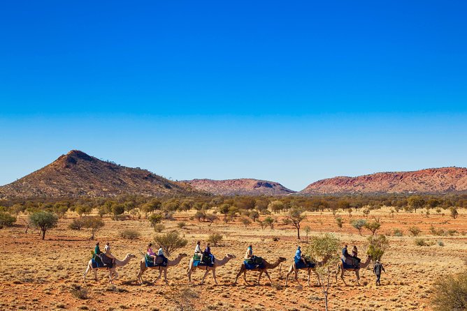 Alice Springs Camel Tour - From hotel pickup to the camel saddle