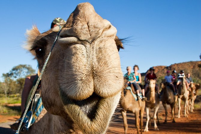 Alice Springs Camel Tour - The one-hour route through red dirt and bush