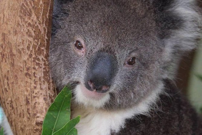 All Inclusive Blue Mountain,Scenic World,Lunch,Koalas,ferry - Lunch that works for mixed groups