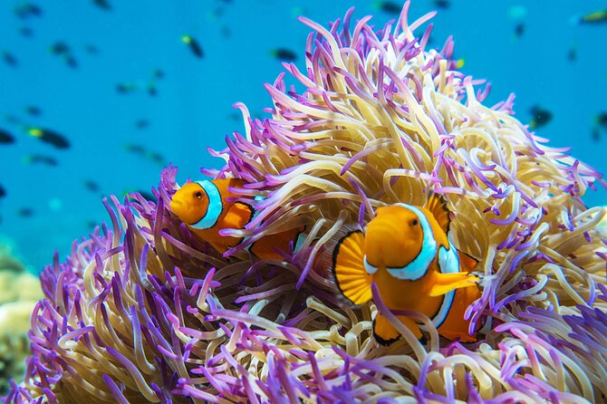 All Inclusive Day Tour to Frankland Islands Great Barrier Reef - The island walk, rock pools, and sand stars
