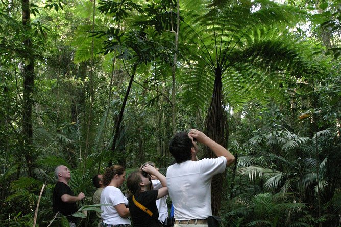 Atherton Tablelands Rain Forest by Night from Cairns - Key points to know before booking