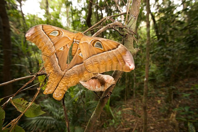 Atherton Tablelands Rain Forest by Night from Cairns - Why this Cairns wildlife tour is different
