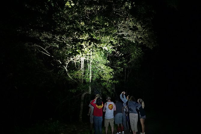 Atherton Tablelands Rain Forest by Night from Cairns - The patient wait for a wild platypus