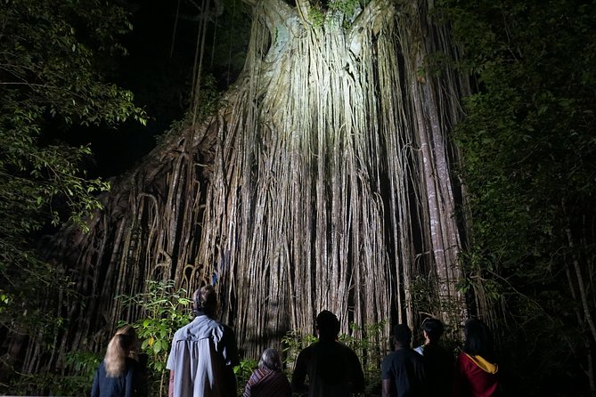 Atherton Tablelands Rain Forest by Night from Cairns - Curtain Fig National Park after sunset