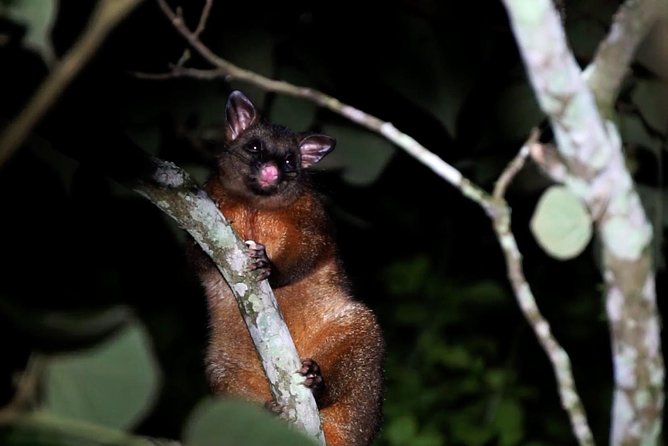 Atherton Tablelands Rain Forest by Night from Cairns - What the guide and group size add
