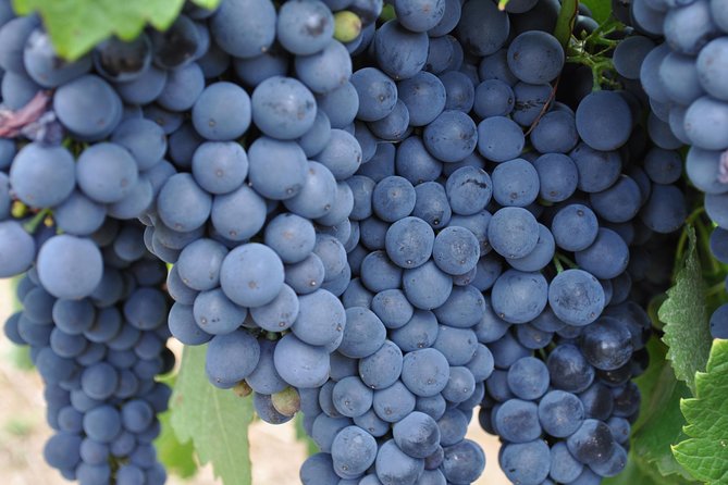 Barossa Valley Cellar Door Small Group Tour - Is $161.38 good value?