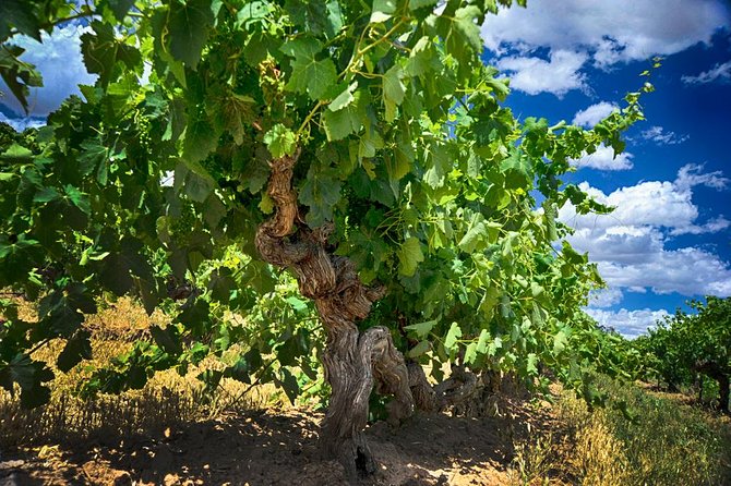 Barossa Valley Full-Day Tour - Mengler Hill supplies the big final view
