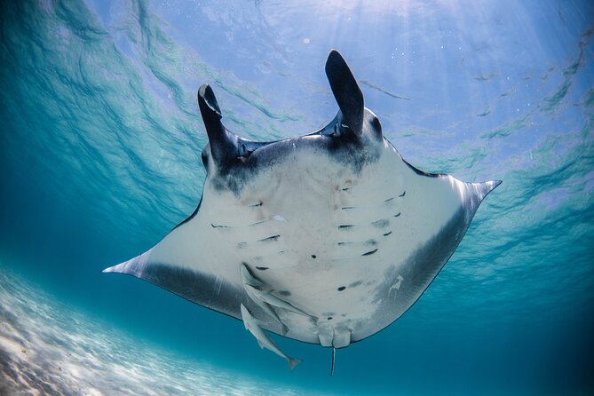 Best of Ningaloo Mantas and More - A Full Day of Ningaloo Wildlife from Coral Bay