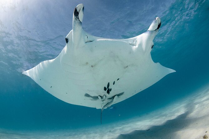 Best of Ningaloo Mantas and More - Why the Seven-Hour Format Works