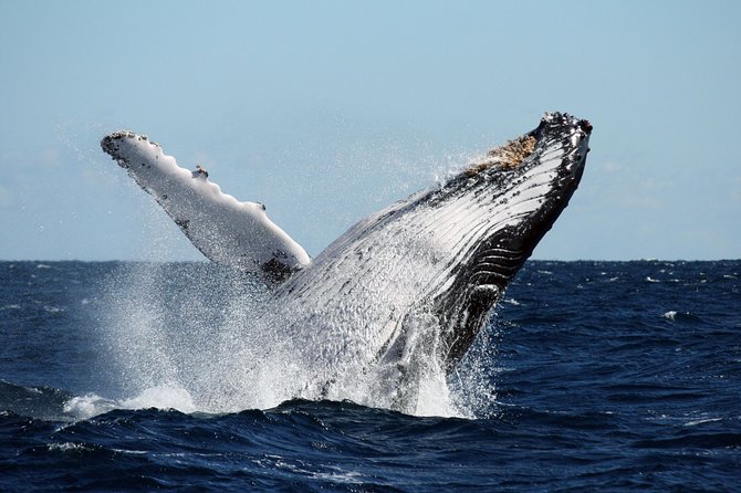 Best of Ningaloo Mantas and More - Food, Equipment, and Comfort on Board