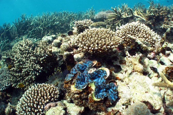 Best of Ningaloo Mantas and More - A Small Boat Group of Up to 20 People
