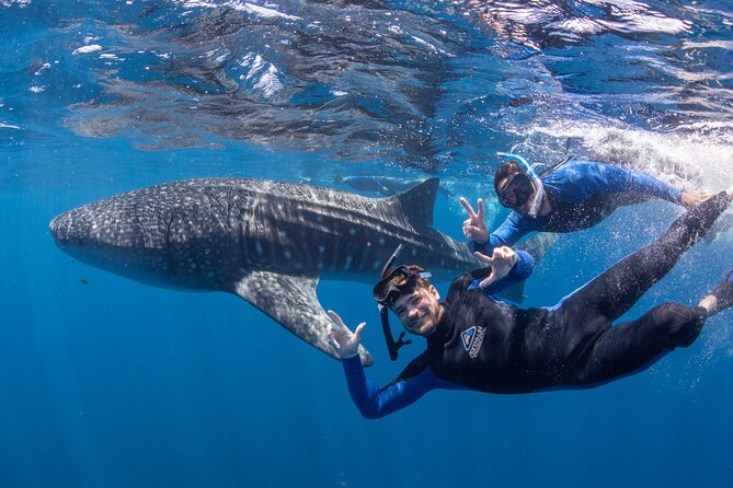 Best of Ningaloo Mantas and More - Weather, Wildlife, and the Limits of Nature