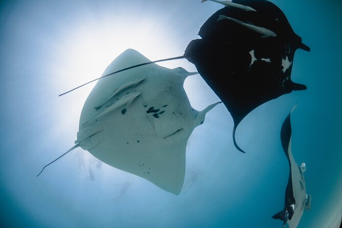 Best of Ningaloo Mantas and More - Manta Rays, Sharks, Turtles, and Coral