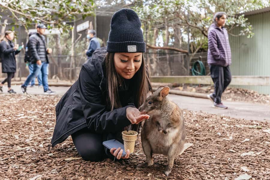 Blue Mountain Small Group Scenic World, Wildlife, Waterfall - Why this tour works as a first Blue Mountains day