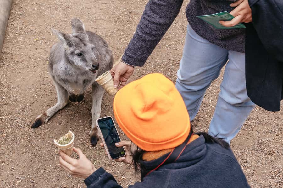 Blue Mountain Small Group Scenic World, Wildlife, Waterfall - Lunch, with useful dietary choices
