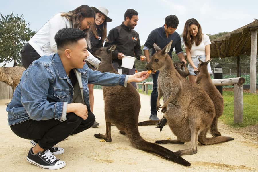 Blue Mountains Adventure: Scenic World, Zoo & Koala Photo - Katoomba Cascades offers a short nature break