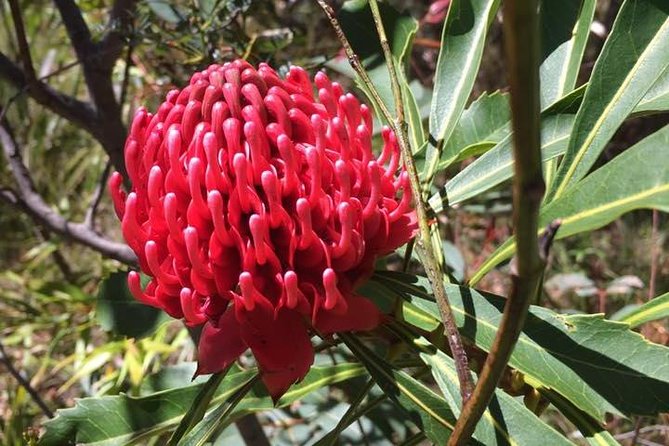 Blue Mountains Day Tour Including Parramatta River Cruise - Leura is your lunch and village break