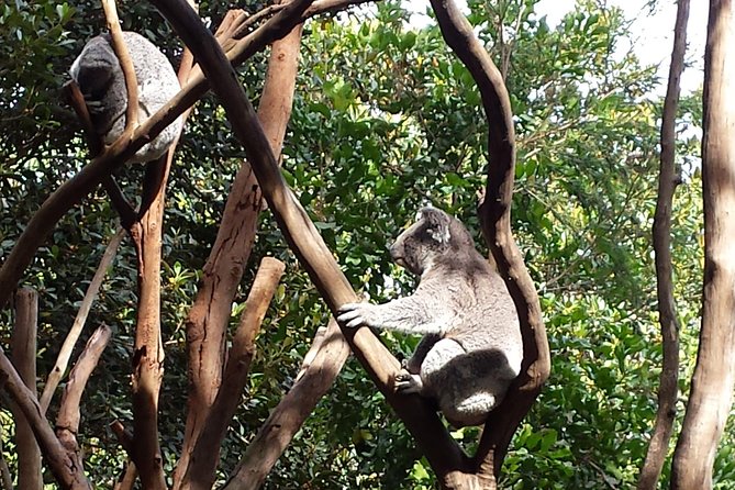 Blue Mountains Day Tour With Bushwalks, Waterfalls & Featherdale - Why this Blue Mountains day works so well