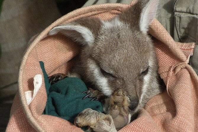 Blue Mountains Day Tour With Bushwalks, Waterfalls & Featherdale - Featherdale Wildlife Park on the return route