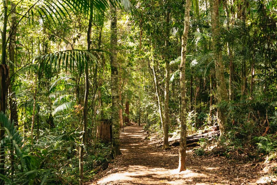 Brisbane: Rainforests, Waterfalls and Glow Worm Cave Tour - A big nature day within reach of Brisbane