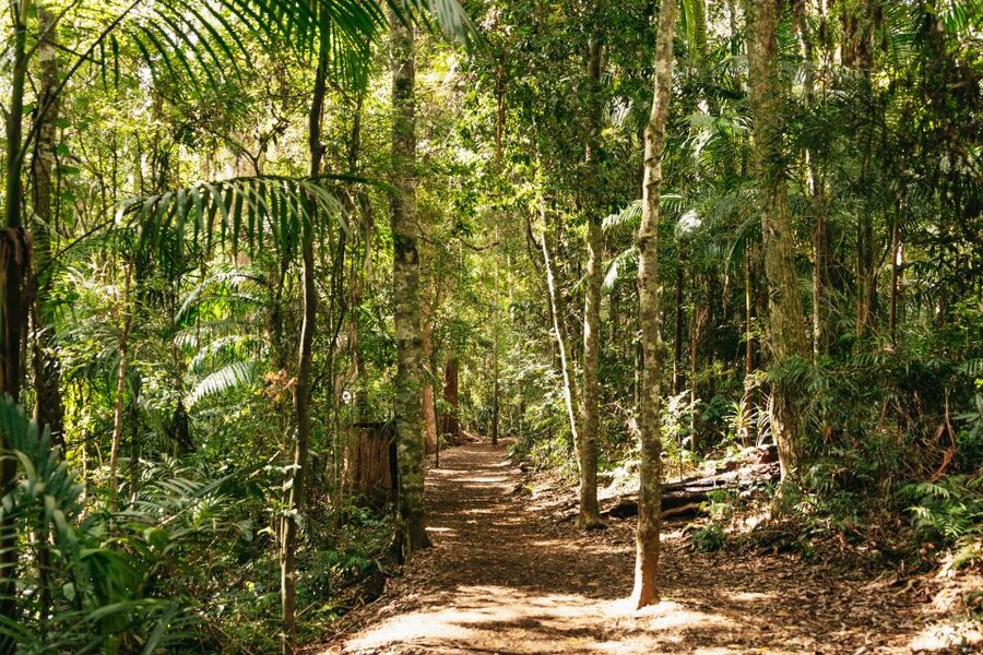 Brisbane: Rainforests, Waterfalls and Glow Worm Cave Tour - Natural Bridge is the afternoon highlight