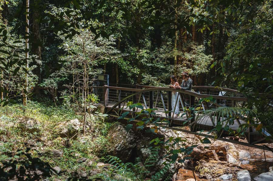 Brisbane: Rainforests, Waterfalls and Glow Worm Cave Tour - Curtis Falls begins the rainforest story