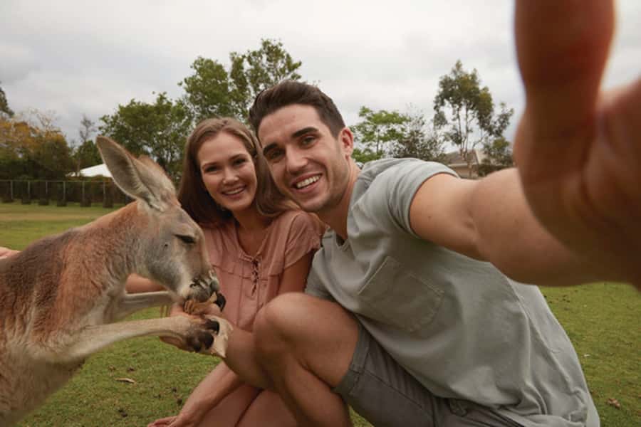 Brisbane River Cruise and Koala Sanctuary Visit - Why the river cruise makes Lone Pine better