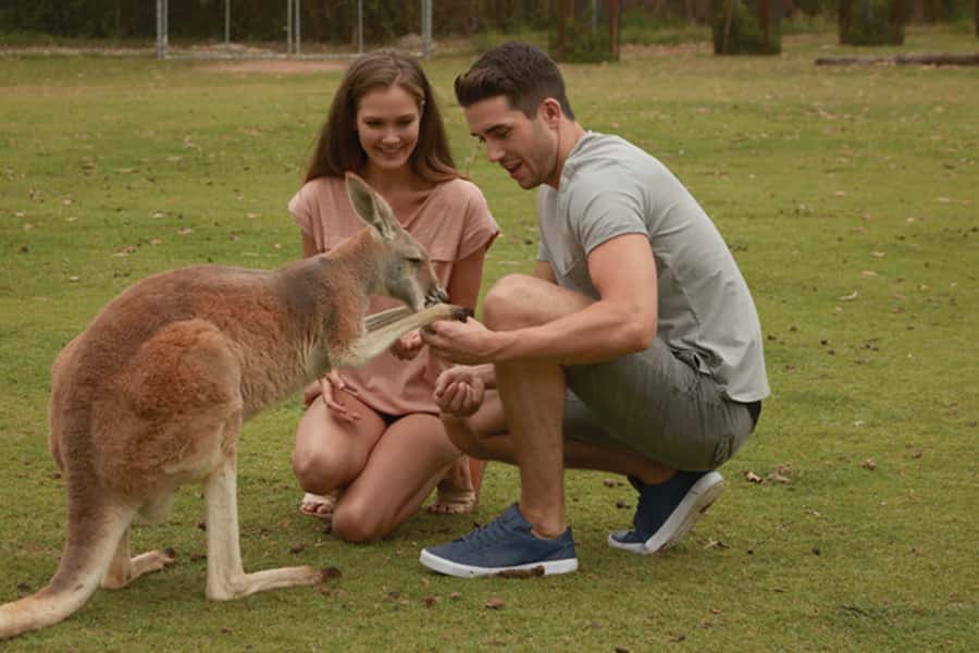 Brisbane River Cruise and Koala Sanctuary Visit - Three hours inside Lone Pine Koala Sanctuary