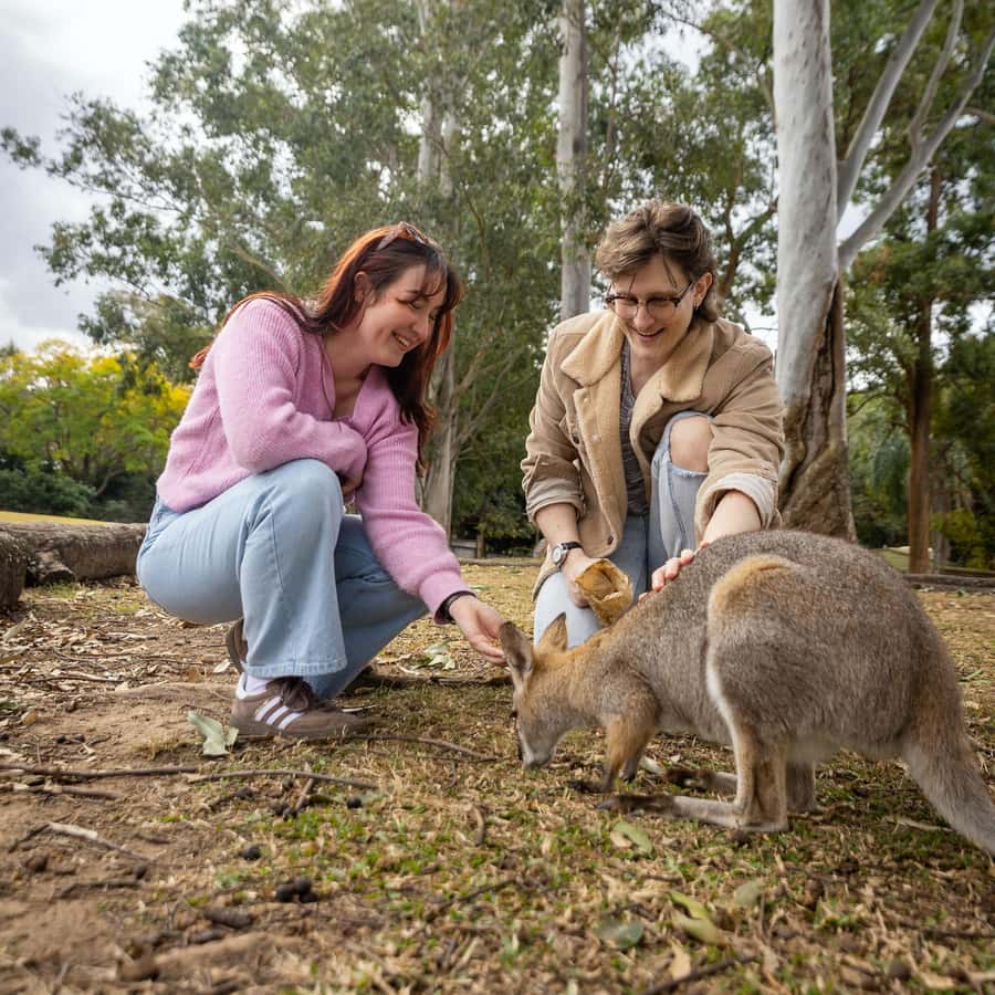 Brisbane River Cruise and Koala Sanctuary Visit - Is $81 good value?