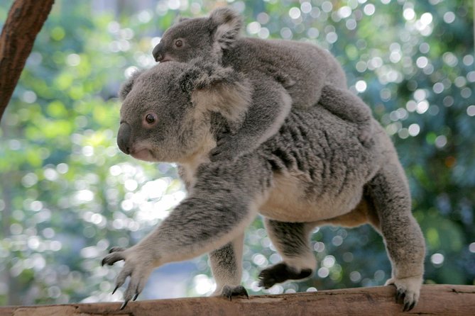 Brisbane River Cruise with entry to Lone Pine Koala Sanctuary - The return ride is a quiet finish