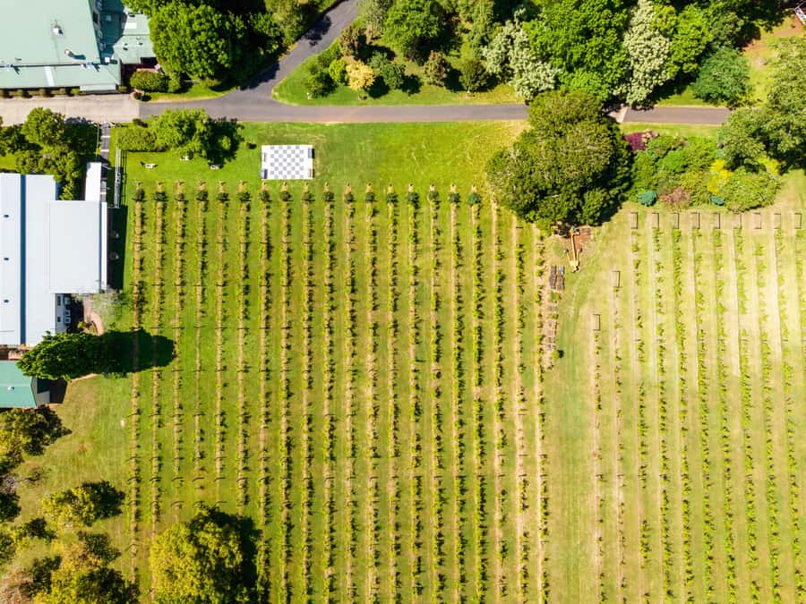Brisbane: Tamborine Mountain Local Winery Tour with Lunch - Timing is the real thing to plan around