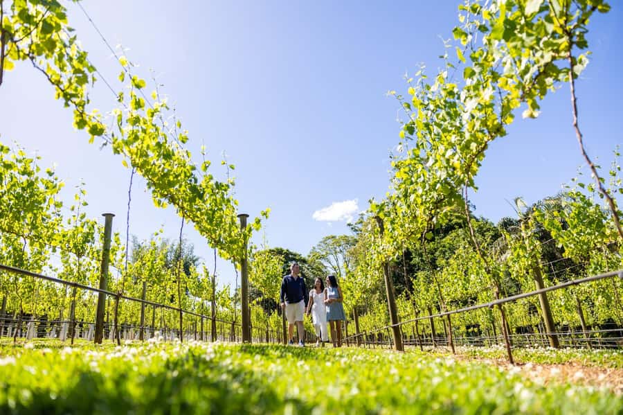 Brisbane: Tamborine Mountain Local Winery Tour with Lunch - Cedar Creek starts the tasting day