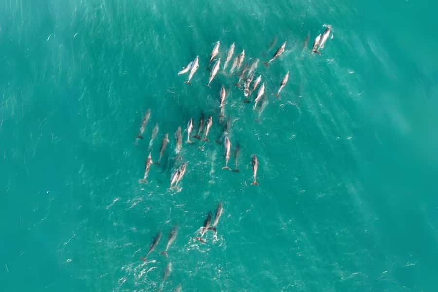 Brisbane to North Stradbroke Island Day: Wildlife & Beaches - Amity Point and the search for koalas