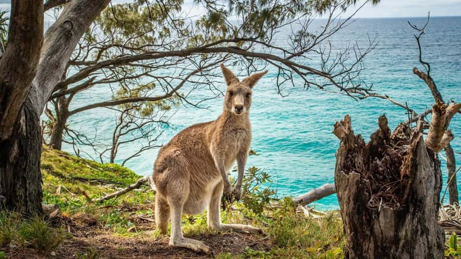Brisbane to North Stradbroke Island Day: Wildlife & Beaches - Guide quality and the small-group feel